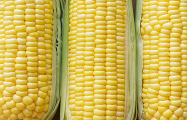 corn