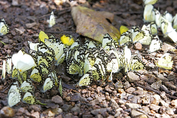 Anaphaeis creona / Belenois creona