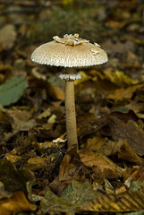 Macrolepiota excoriata / Lépiote excoriée