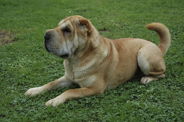 Chien / Race Shar-Peï