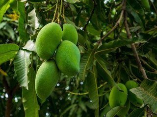 Bunch of green and ripe mango on tree in organic farm.
