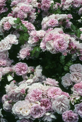 Rosa x / Rose 'Milrose'