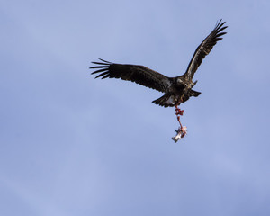 Fototapeta premium Bald eagle dangling the bones and wings of a seagull