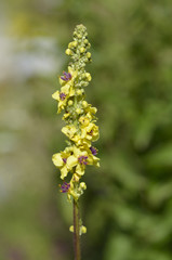 Verbascum nigrum / Molène bouillon noir