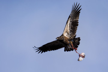 Bald eagle carrying off the remnants of a seagull 