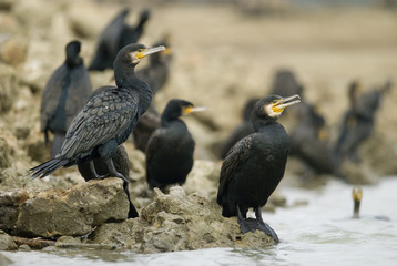 Phalacrocorax carbo / Grand cormoran