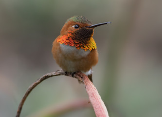 Beautiful Allen's hummingbird.