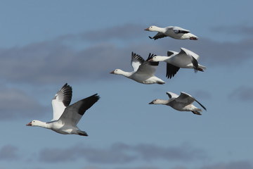 Anser caerulescens / Oie des neiges