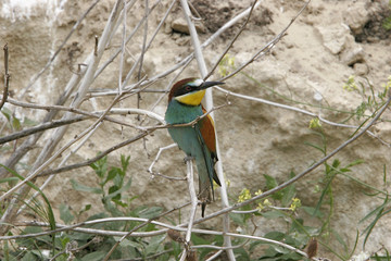 Merops apiaster / Guêpier d'Europe