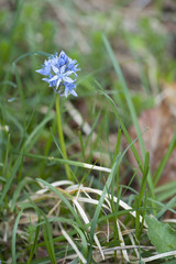 Scilla italica / Scille d'Italie