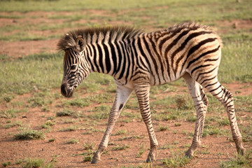 Fototapeta na wymiar Young Burchell’s zebra foal strolling trying to keep up with the moving heard.