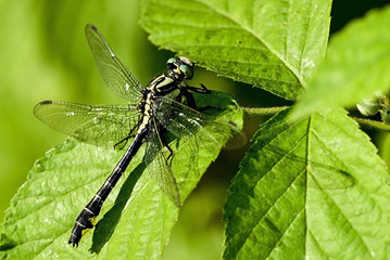 Gomphus vulgatissimus / Gomphe très commun
