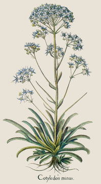 Illustration botanique / Saxifraga cotyledon / Grand saxifrage des montagnes