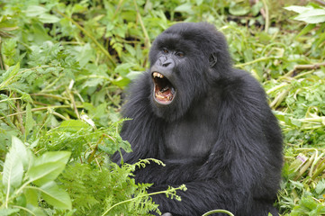 Gorilla gorilla beringei : Gorille de montagne