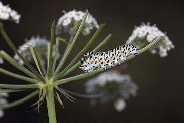 Papilio machaon / Machaon