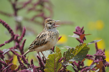 Mirafra albicauda / Alouette à queue blanche / White-tailed Lark