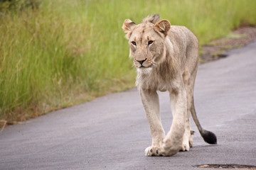 Fototapeta premium Young African male lion walking down the road to join his pride 