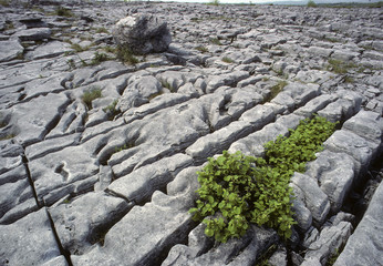 Plateau calcaire / Burren / Irlande