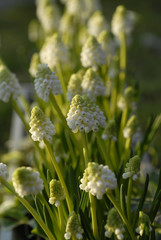Muscari botryoides album / Muscari blanc