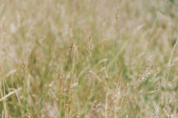 Fototapeta premium Field of grass background