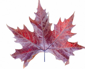Autumn red maple tree leaf in back isolated on white
