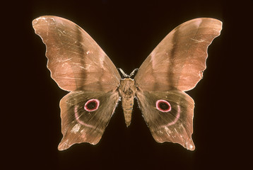 Pseudimbrasia deyrolli