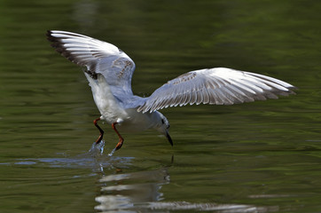 Larus ridibundus / Mouette rieuse