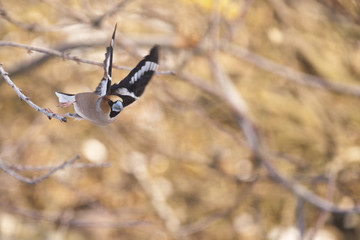 Coccothraustes coccothraustes / Grosbec casse noyaux