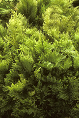 Thuidium delicatum / Mousse