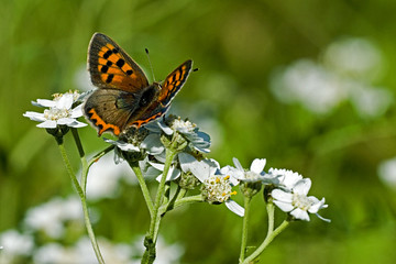 Lycaena phlaeas / Argus bronzé / Cuivré commun