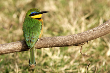 Merops pusillus / Guêpier nain