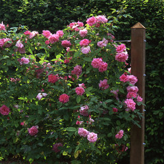 Rose 'Zéphirine Drouhin'