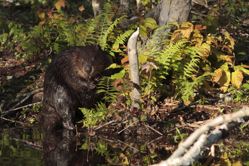 Castor canadensis / Castor du Canada