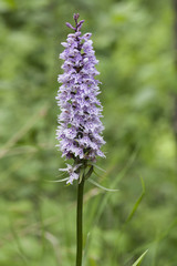 Dactylorhiza fuchsii / Orchis des bois