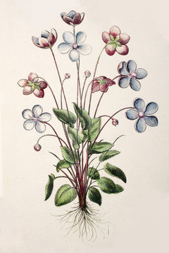 Illustration botanique / Parnassia palustris / Parnassie des marais