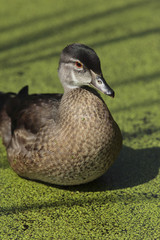 Aix sponsa / Canard carolin