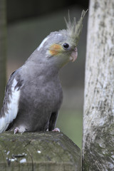 Nymphicus hollandicus / Calopsitte élégante / Perruche nymphique