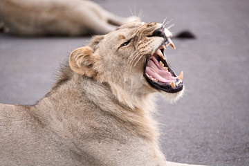 Young African male lion having a good yawn and displaying his teeth in the process