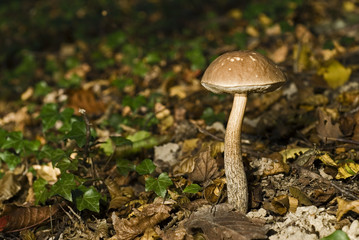 Leccinum leucophaeum / Bolet rude
