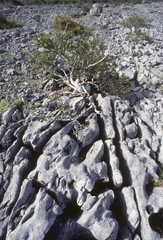 Plateau calcaire / Burren / Irlande