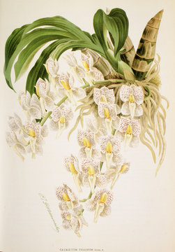 Catasetum tigrinum