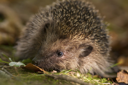 Occidentale 이미지 찾아보기 3,480 스톡 사진, 벡터 및 비디오 Adobe Stock