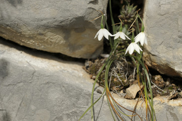 Acis nicaeensis / Nivéole de Nice