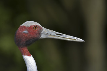 Grus antigone / Grue antigone