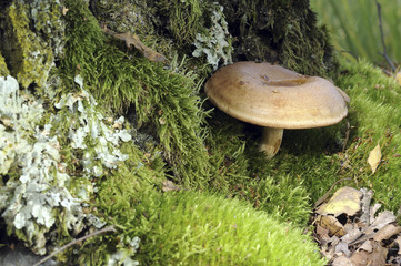 Paxillus involutus / Paxille enroulé