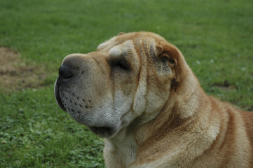 Chien / Race Shar-Peï