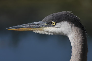 Ardea herodias / Grand héron bleu
