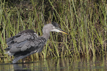 Ardea herodias / Grand héron bleu
