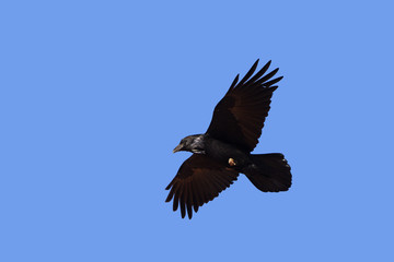 Corvus corax / Grand corbeau