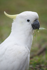 Cacatua galerita / Cacatoès à huppe jaune